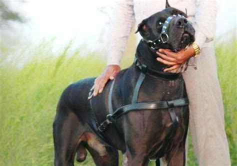 kita love bully|THE BULLY KUTTA .